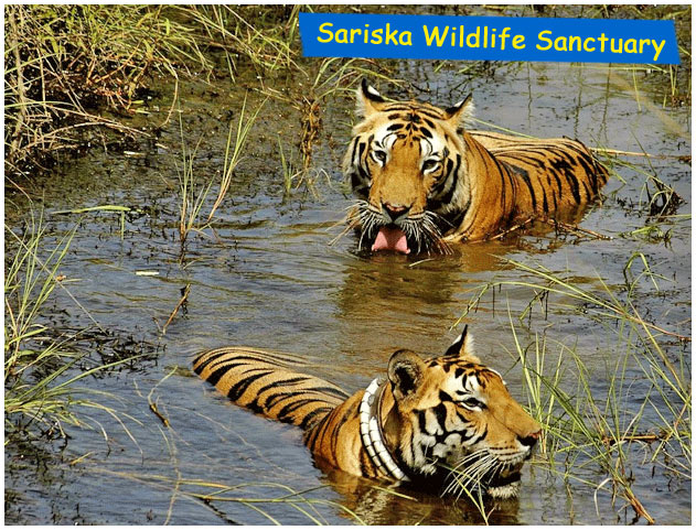 Best Wildlife Sanctuaries